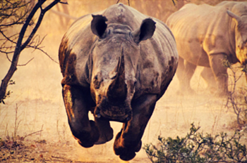 Our employees charge hard, just our like Rhino mascot.